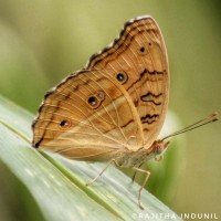 Junonia almana Linnaeus, 1758